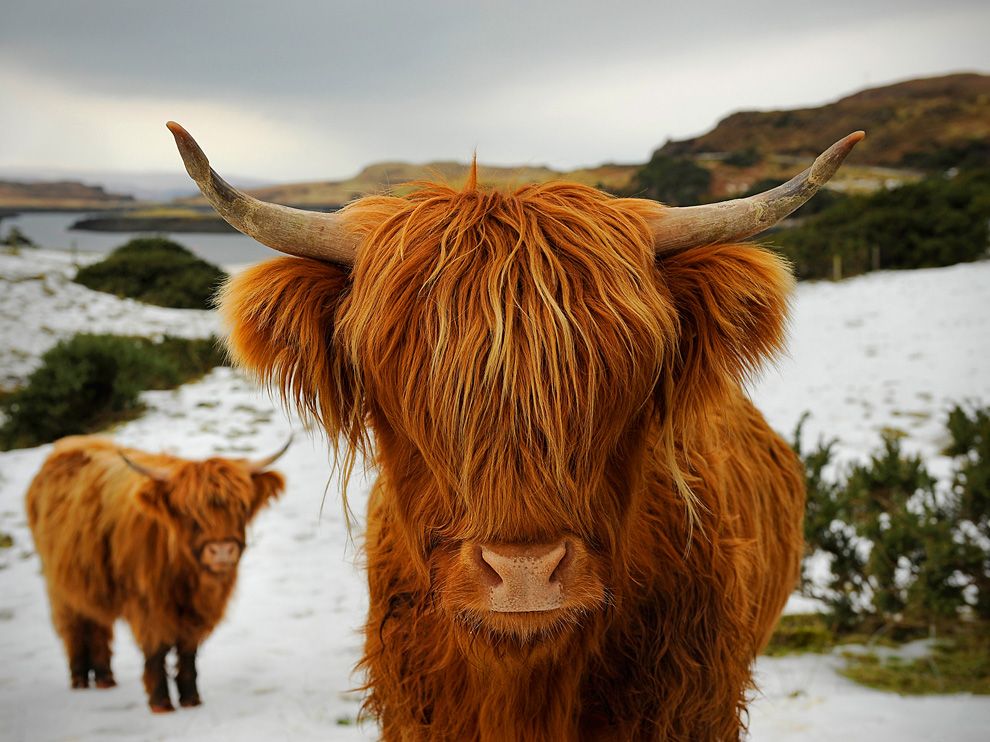  A breed of cattle with long, shaggy hair photographed in the Scottish Highlands.jpeg