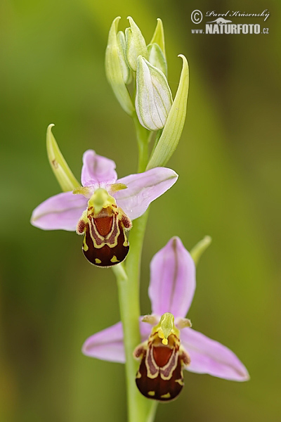 bee-orchid--xxx_mg_7722.jpg