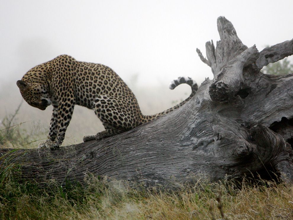  A leopard standing on a fallen tree.jpeg