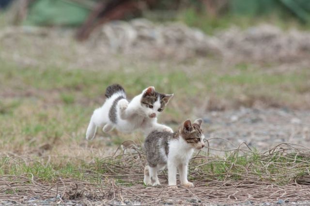 Japan_cats_island_02.jpg