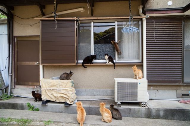 Japan_cats_island_17.jpg