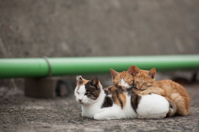 Japan_cats_island_22.jpg
