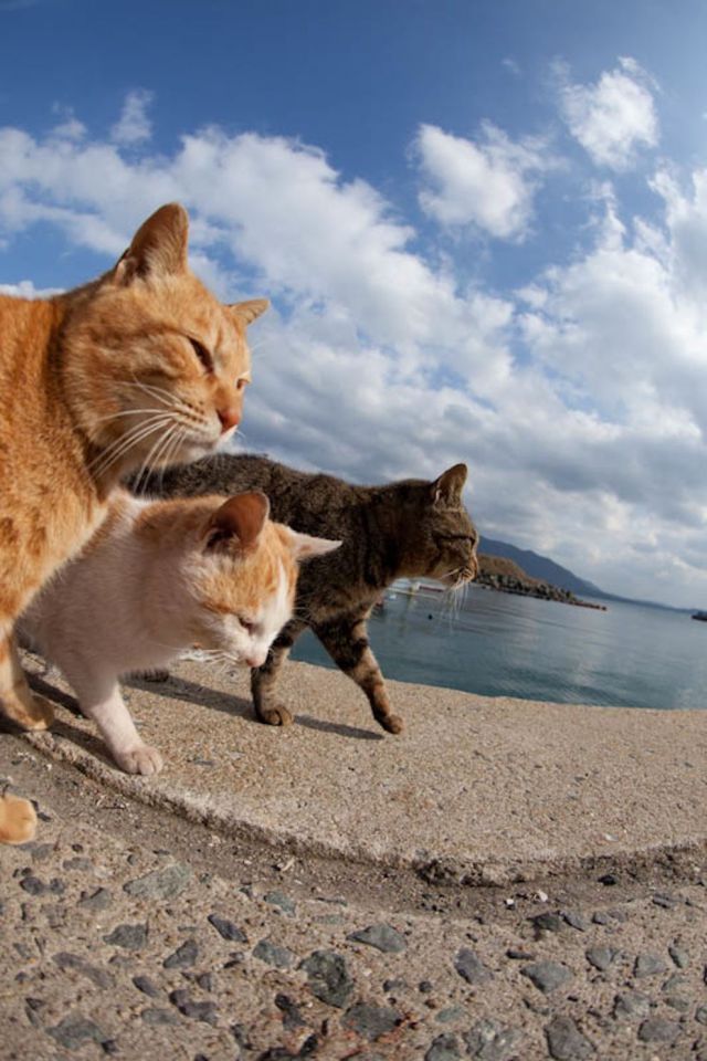 Japan_cats_island_43.jpg