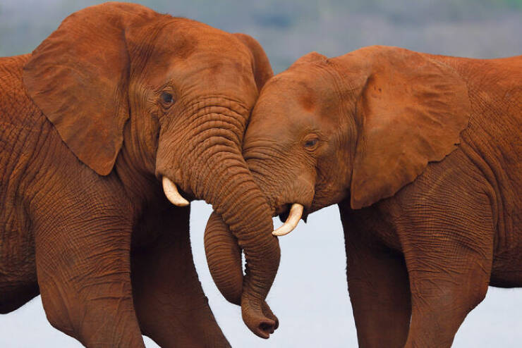 mesmerizing_wildlife_photos_that_reveal_natures_untamed_beauty_640_28.jpg
