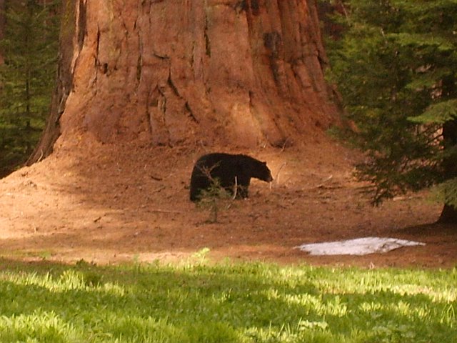 Bear_sequoia_national_park.jpg