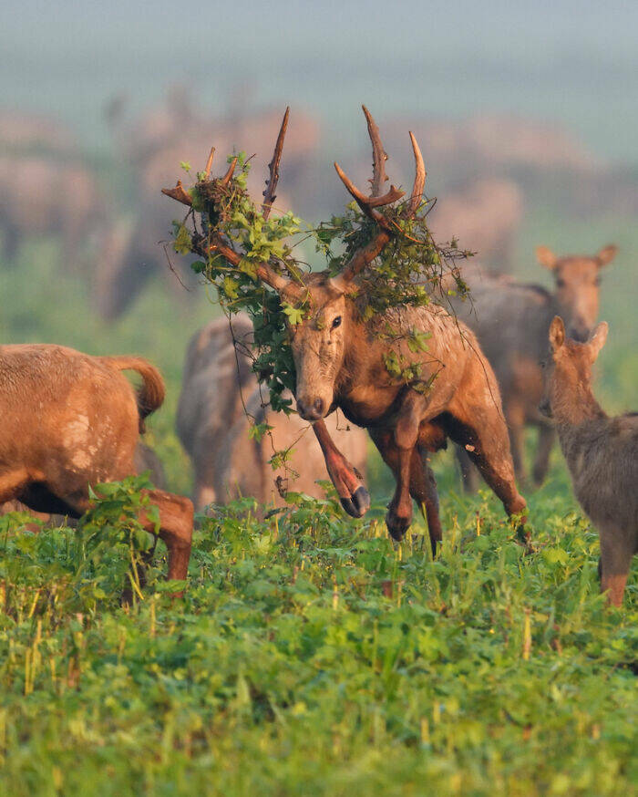 mesmerizing_wildlife_photos_that_reveal_natures_untamed_beauty_640_high_23.jpg