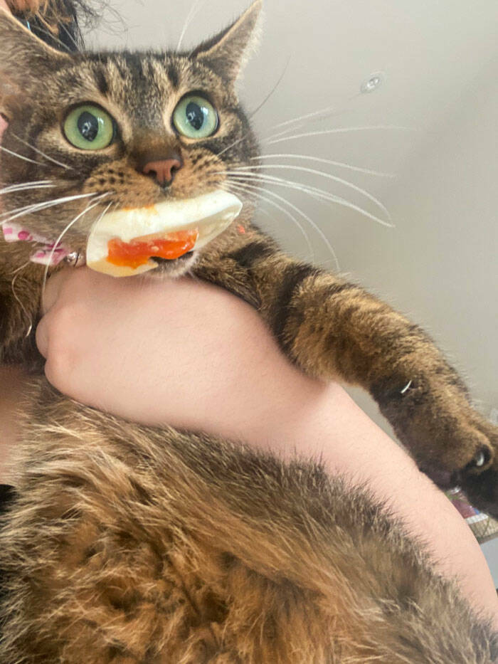 when_animals_saved_the_day_just_by_being_ridiculously_cute_640_high_04.jpg
