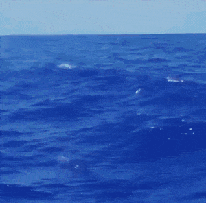 2049376365_J4qulc18_20200614_144943_1973470695.gif