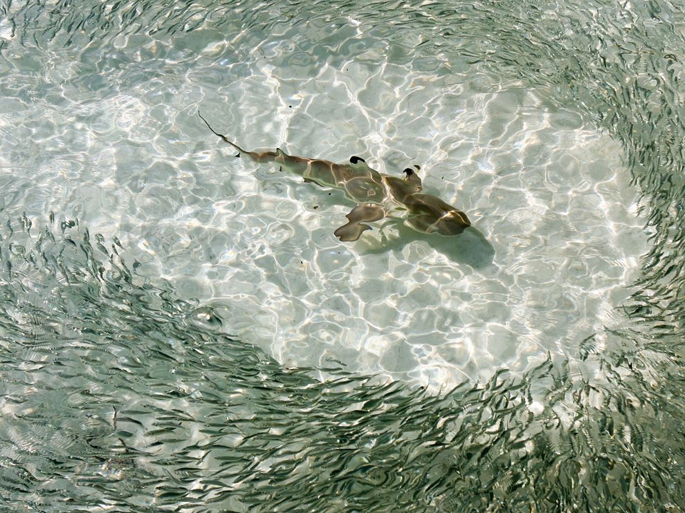  A blacktip reef shark swimming among fish.jpeg