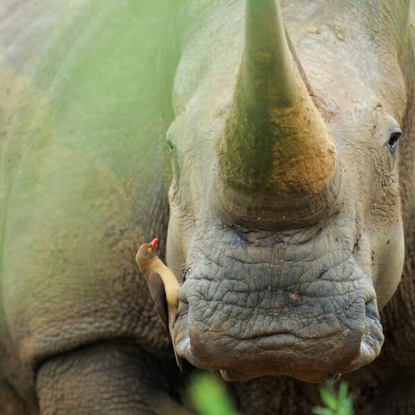 mesmerizing_wildlife_photos_that_reveal_natures_untamed_beauty_640_09.jpg