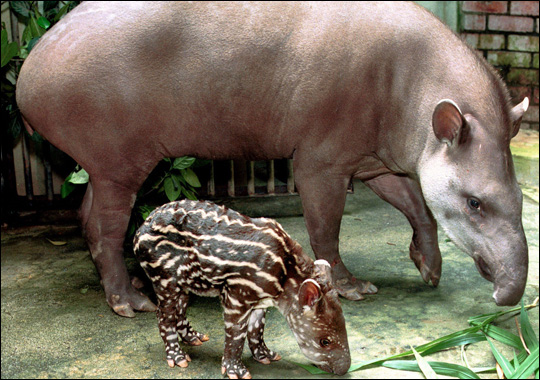 bairds_tapir.jpg