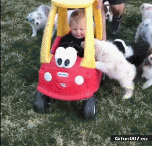 Funny-Video-Dogs-and-Child-Gif.gif