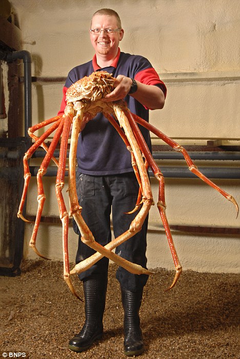 largest-crab-in-world.jpg