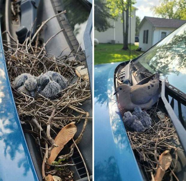 amazing-birds-nests-25.jpg