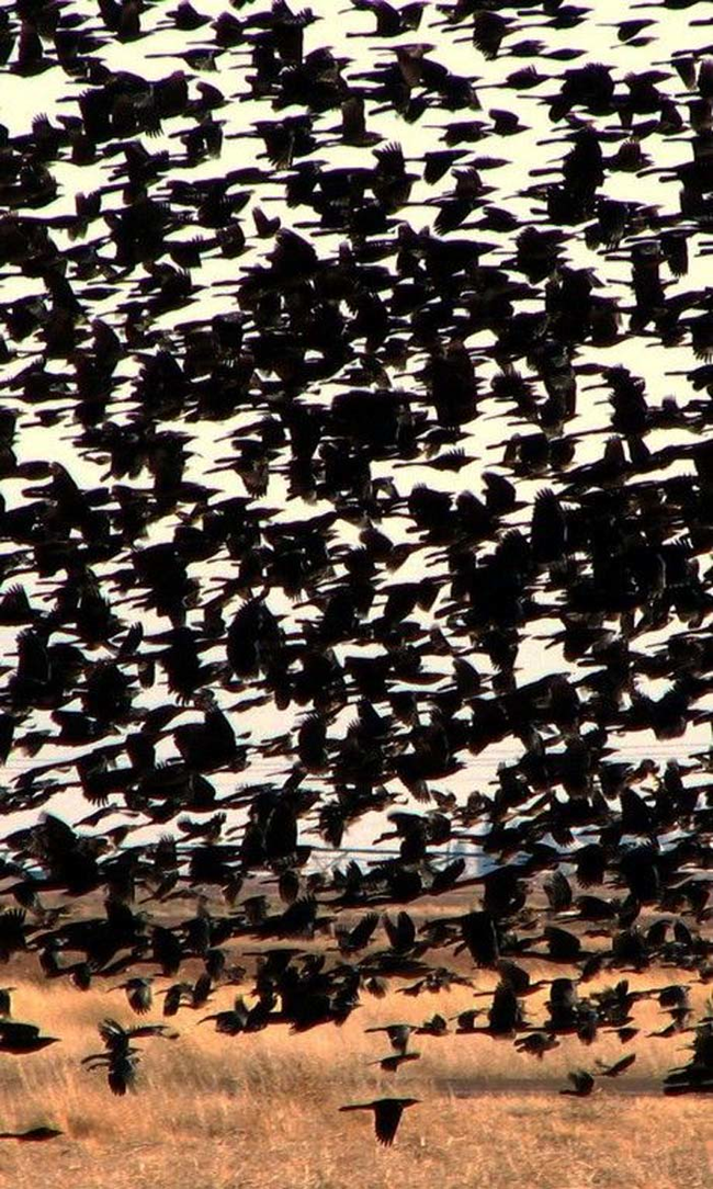 blackbirds in flight.png
