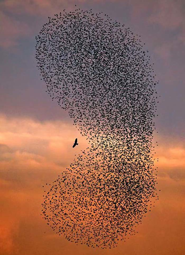flock of migrating birds being attack by a predator.png
