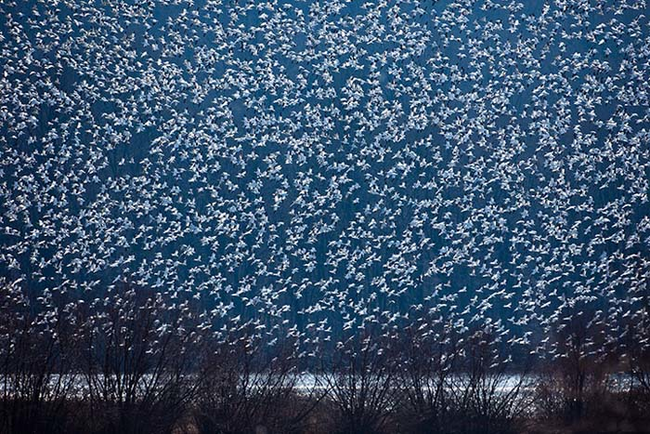 flock of snow geese.png
