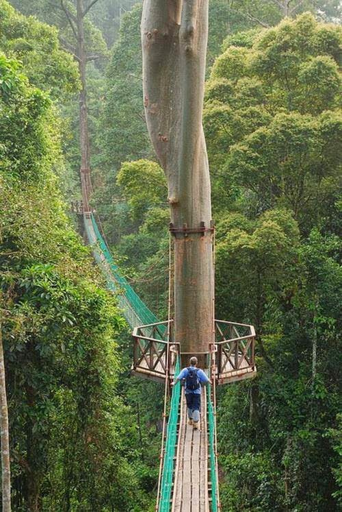 Canopy Walkway - Danum Valley, Malaysia.jpg