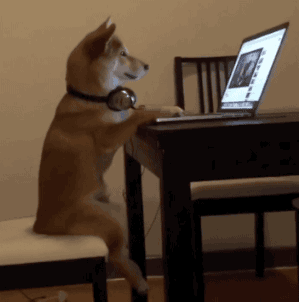 Dog-sits-and-uses-pc-like-a-human.gif