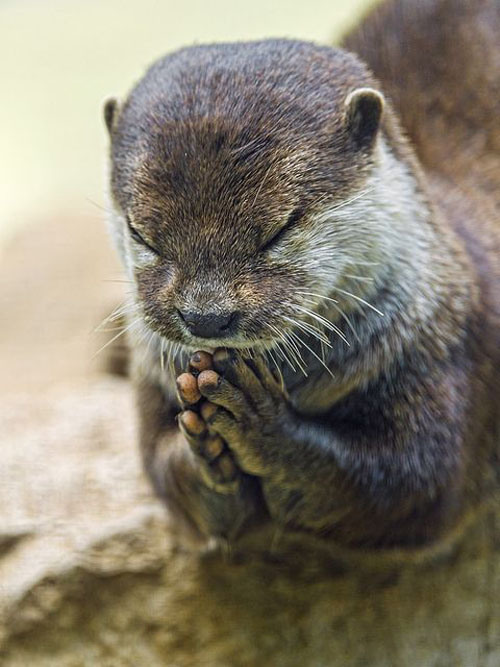 132-otter-praying.jpg