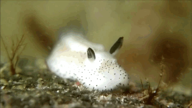 rabbit_slugs_are_making_twitter_users_go_crazy_in_japan_09.gif