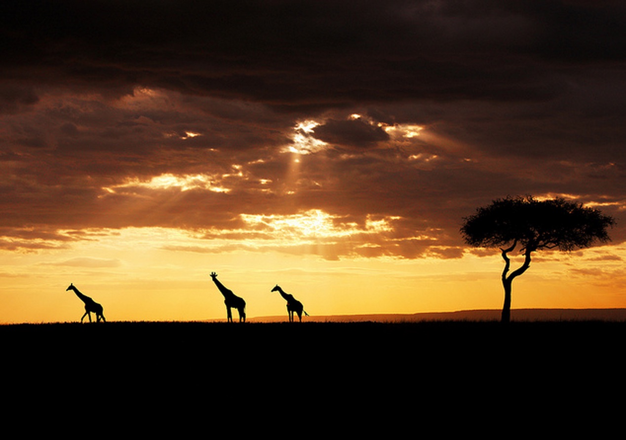 Giraffes_at_Sunset_on_the_Masai_Mara.jpg