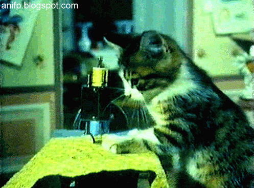 Funny-cat-sewing-clothes.gif