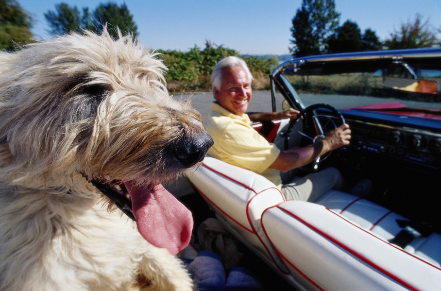 driving-with-dogsdgwr.jpg