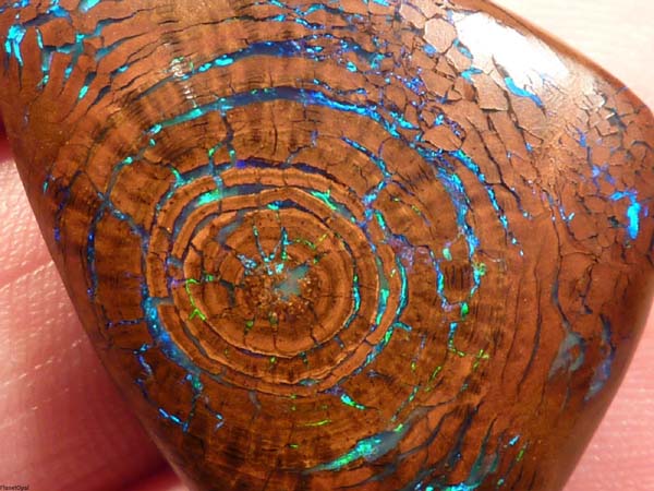11-tree-fossil-with-opal-growth-rings.jpg