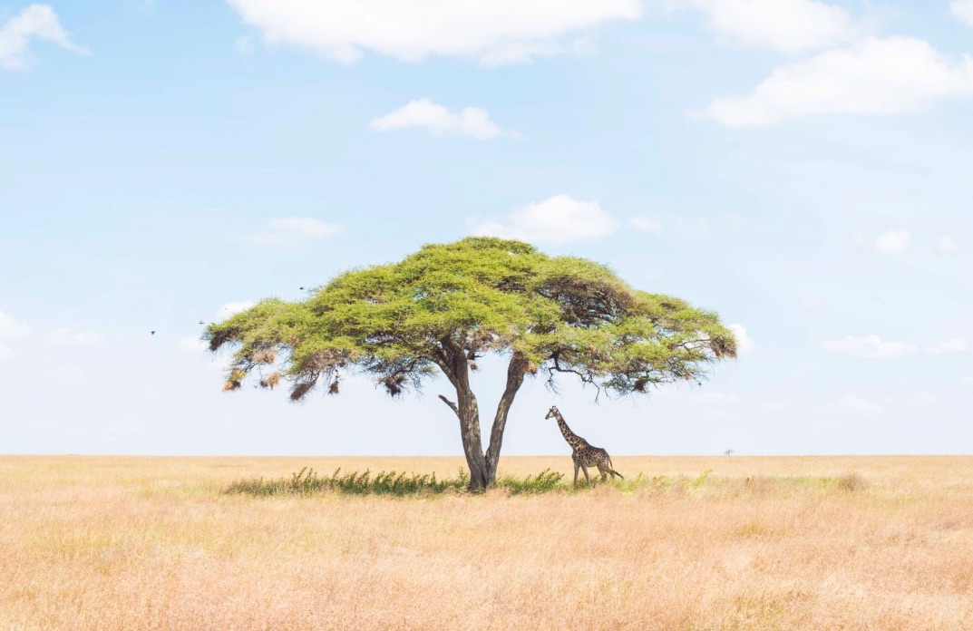 Serengeti_Landscape_Image__ National_Geographic_Your_Shot_Photo_of_the_Day.jpg