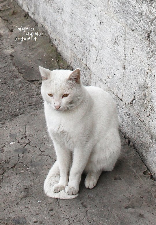 터키고양이의 겨울나기.jpg