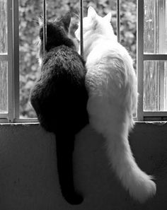 dd479dc147265db4db21c55a7c5e2d86--black-and-white-photos-of-animals-black-cat-and-white-cat.jpg