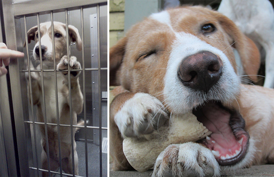 pet-adoption-before-and-after-10__880.jpg