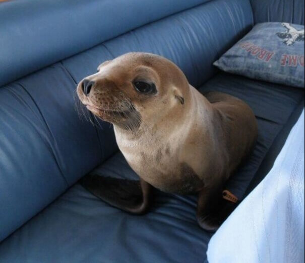 1c335c67-19-seal-on-couch.jpg