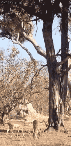 Hunting-leopard-dive-bombs.gif