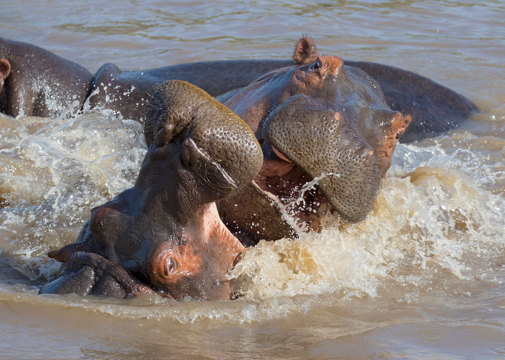 Hippo_fight1.jpg