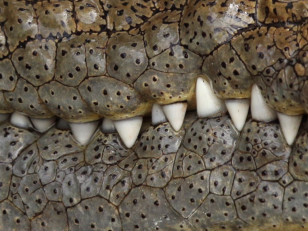 crocodile-teeth-serengeti_58922_990x742.jpg