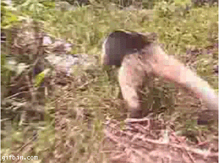 1237363493_anteater_stops_the_camera.gif