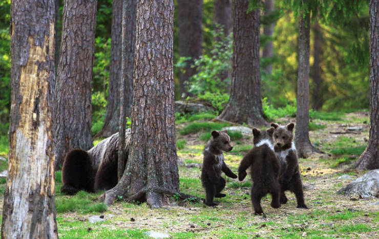 man_finds_bear_cubs_in_a_finnish_forest_and_they_are_dancing_640_04.jpg