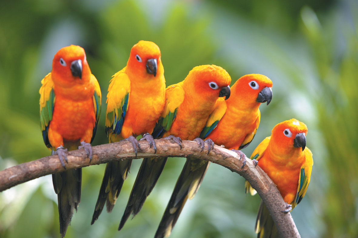 birds-of-paradise.jpg