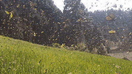 migration_of_monarch_butterflies_is_one_of_the_most_amazing_spectacles_in_mexico_01.gif