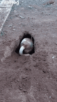 ctgidti.gif