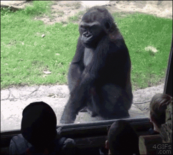 Zoo-gorilla-taunted.gif