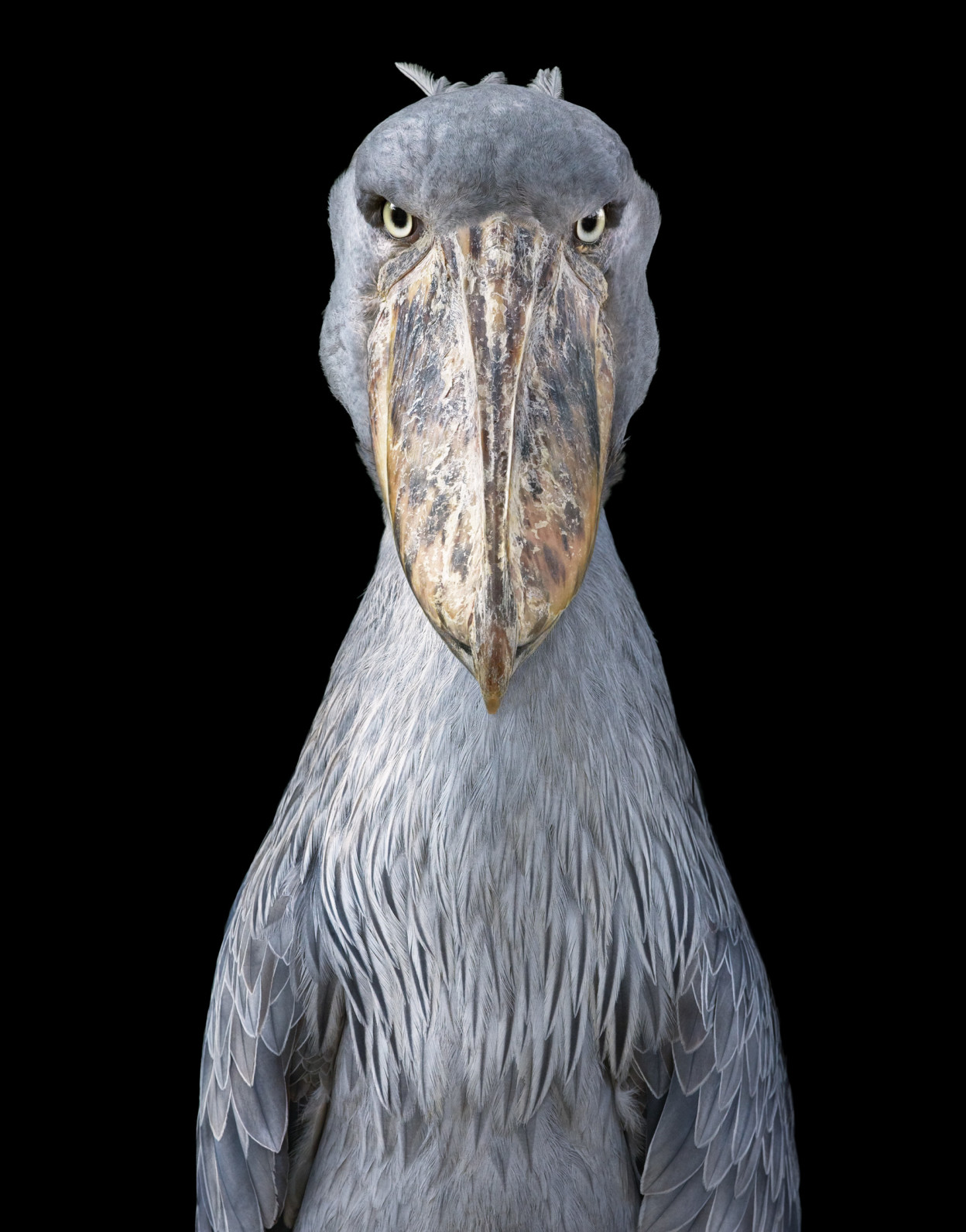 tim-flach-Shoebill--624x796@2x.jpg