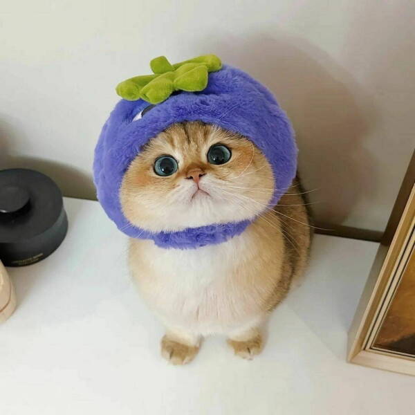 daily_picdump_4975_640_46.jpg