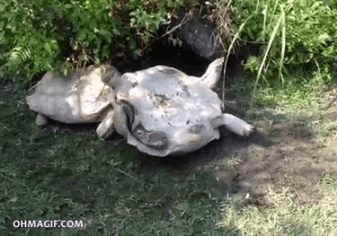 tortoise-saving-fellow-companion-from-danger.gif