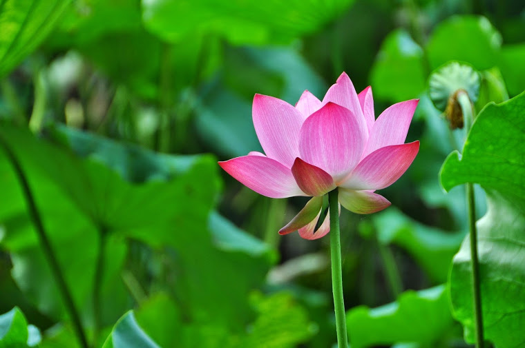 flor-de-loto-rosa.1-2.4.jpg