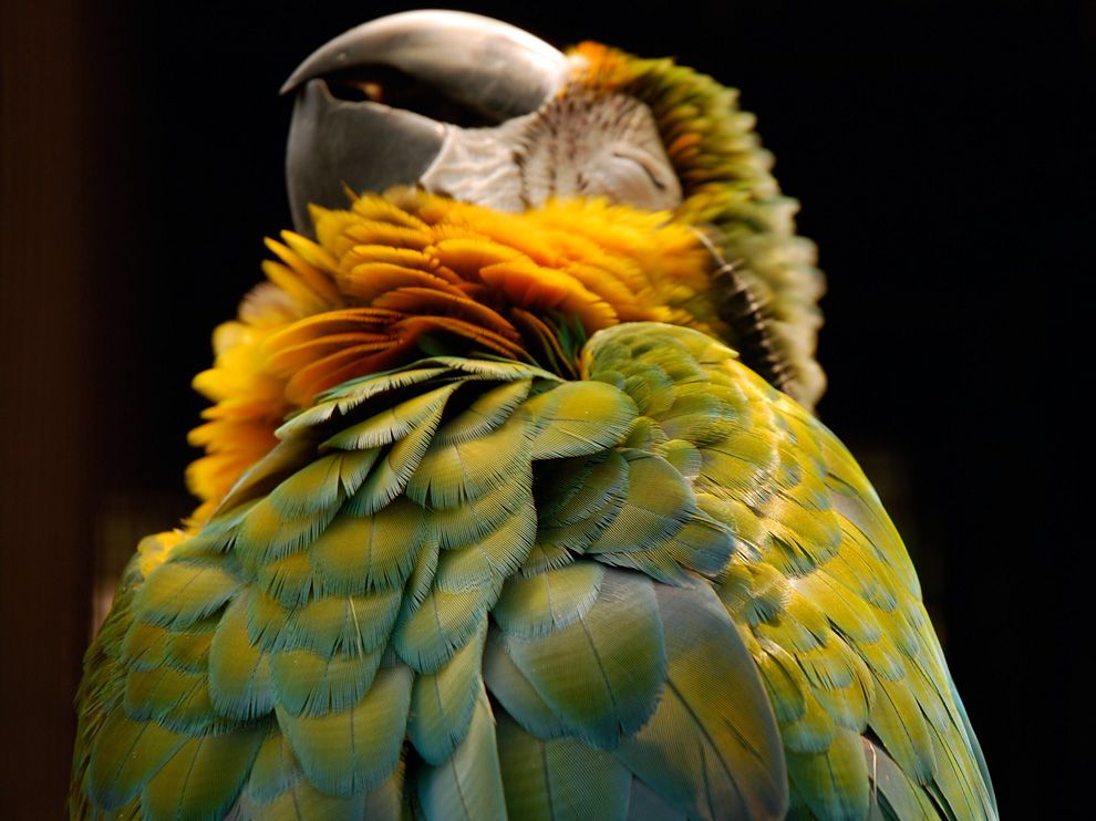  A close up of a parrot.jpeg