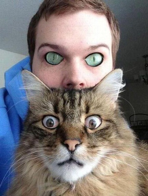 cat-human_eye_swaps_v8cdnm.jpg