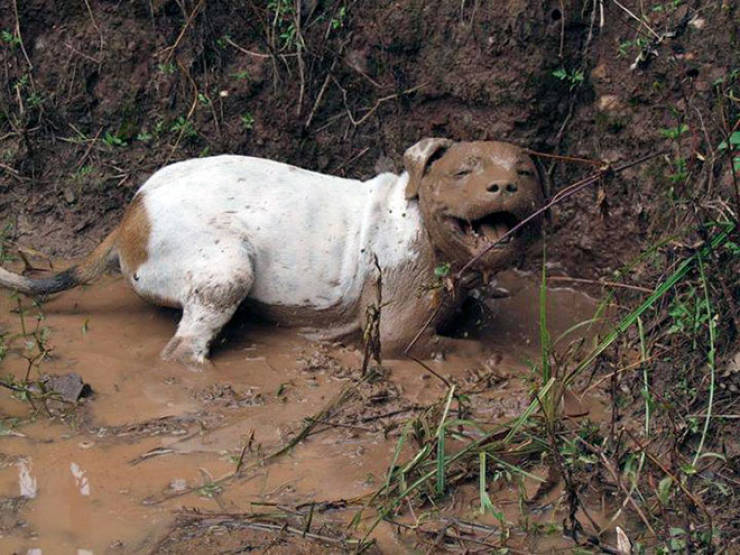 what_happens_when_you_let_your_dog_play_in_the_mud_640_11.jpg